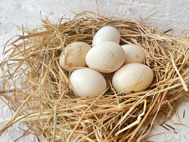 Free-Range Eggs