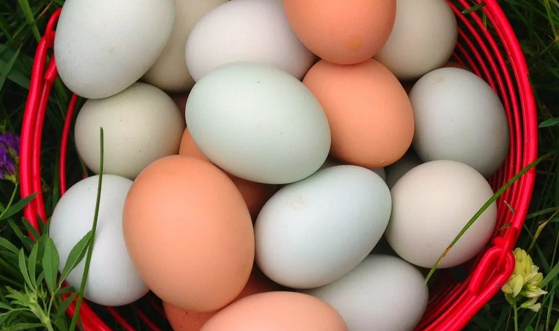 Free-Range Eggs