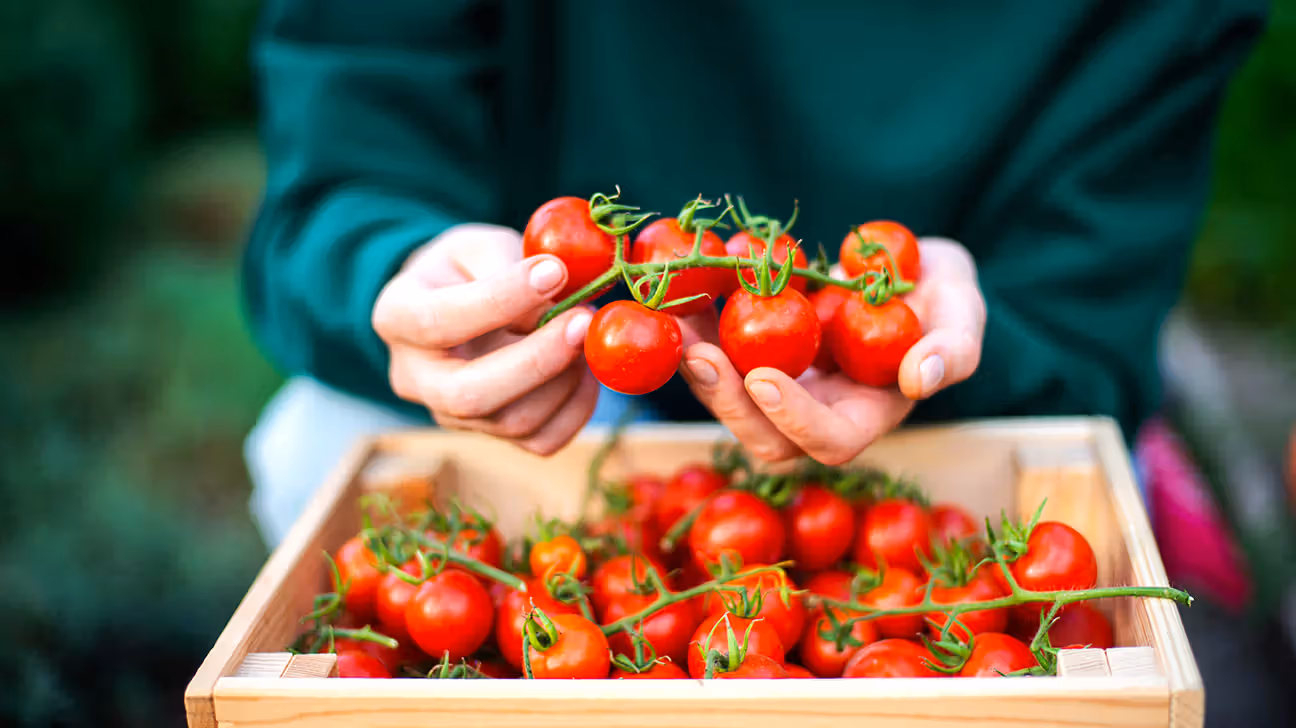 Fresh Tomatoes