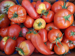 Fresh Tomatoes