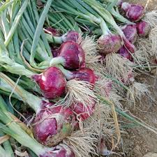 Onions (Local)
